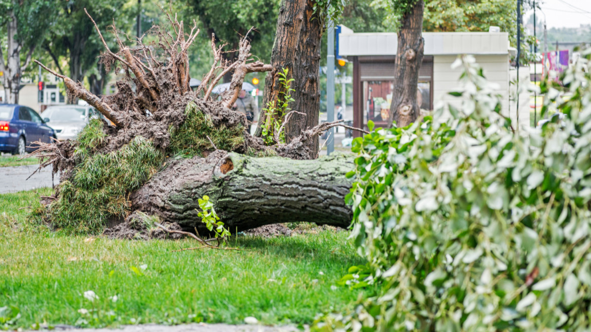 Tree uprooted and falling over due to storm damage