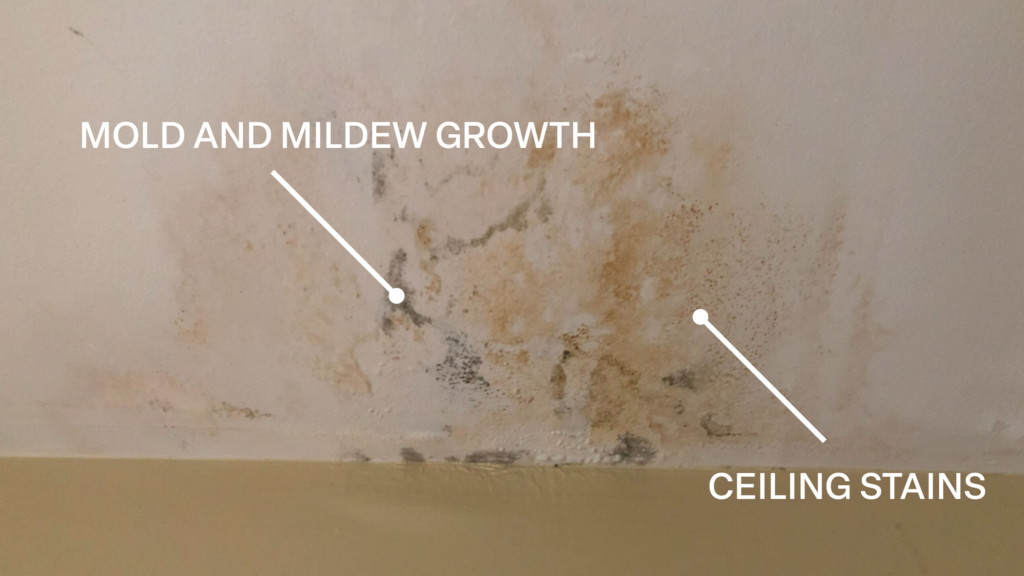 Mold and Mildew Growth. Ceiling Stains. 